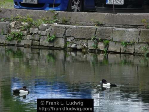 Tufted Ducks